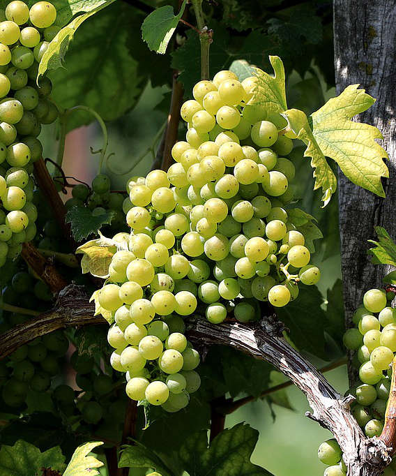 Weinberge und Genussurlaub in der Südsteiermark